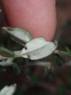 Image of Grevillea crassifolia Domin