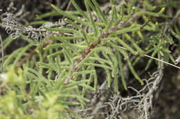 Image of sand fiddleleaf