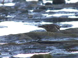 Image of Bar-winged cinclodes