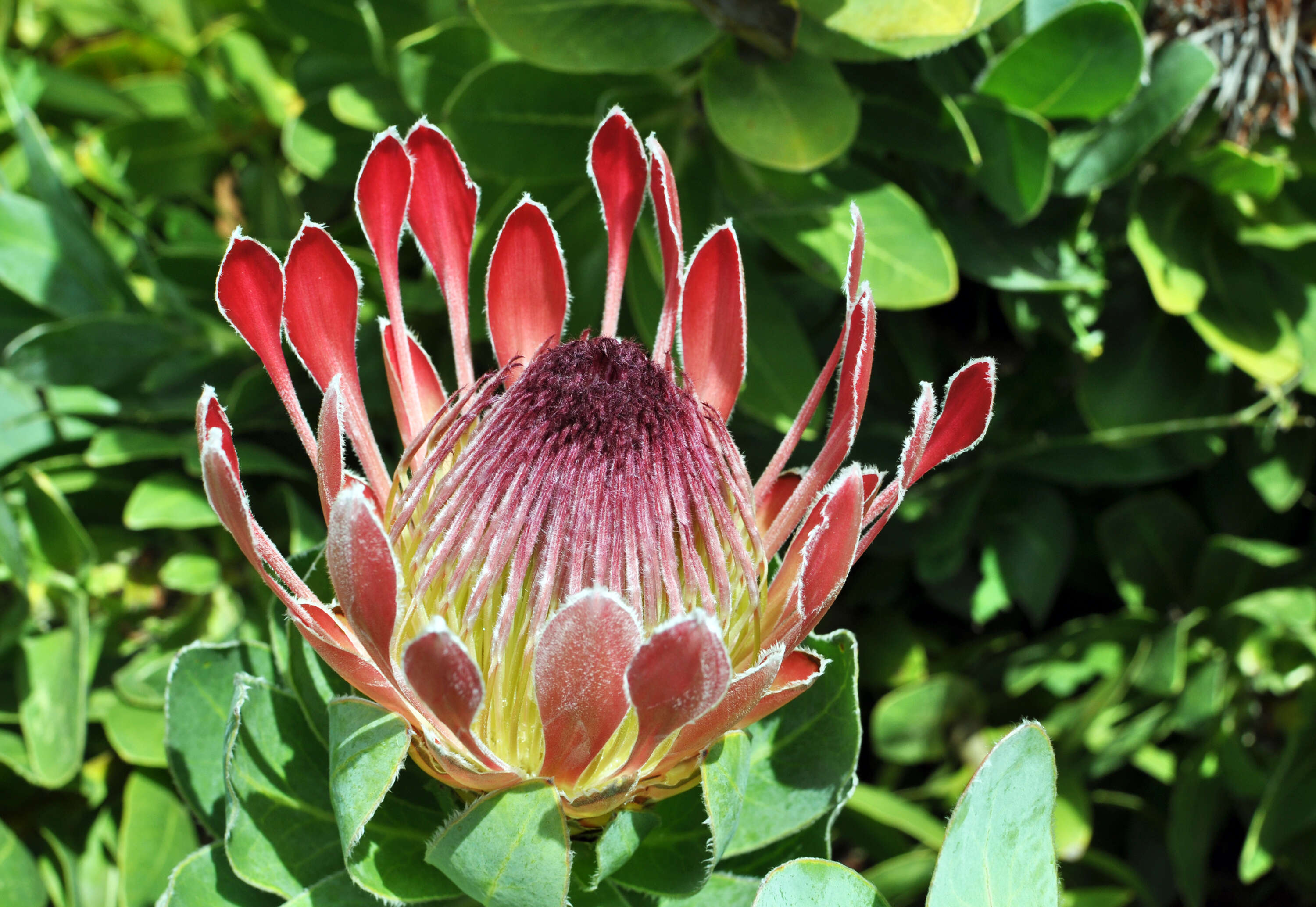 Image of Broad-leaved protea