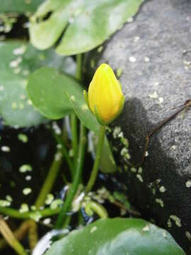 Image of yellow floatingheart