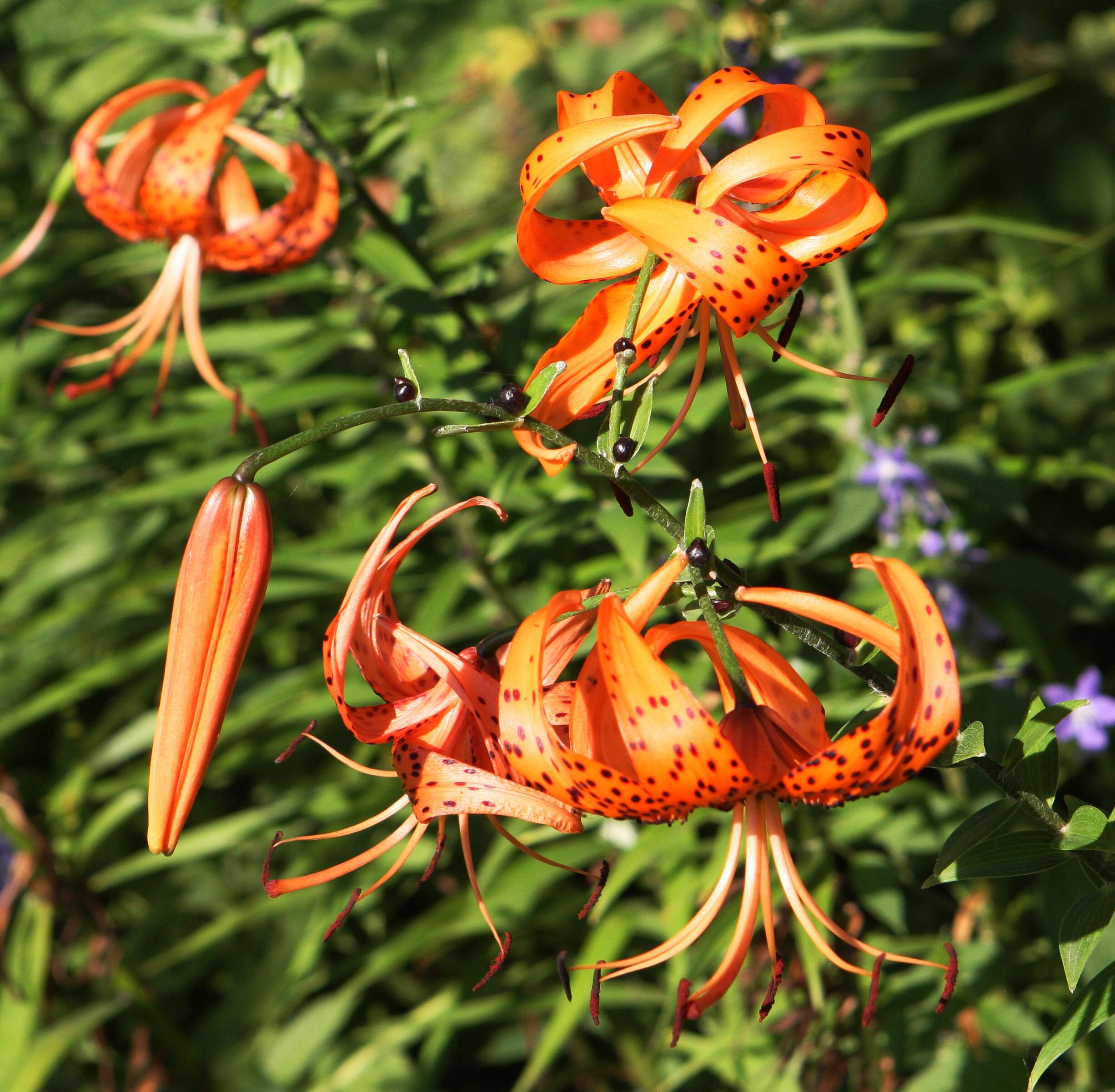 Image of Tiger lily