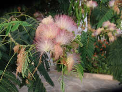 Image of Sensitive Plant