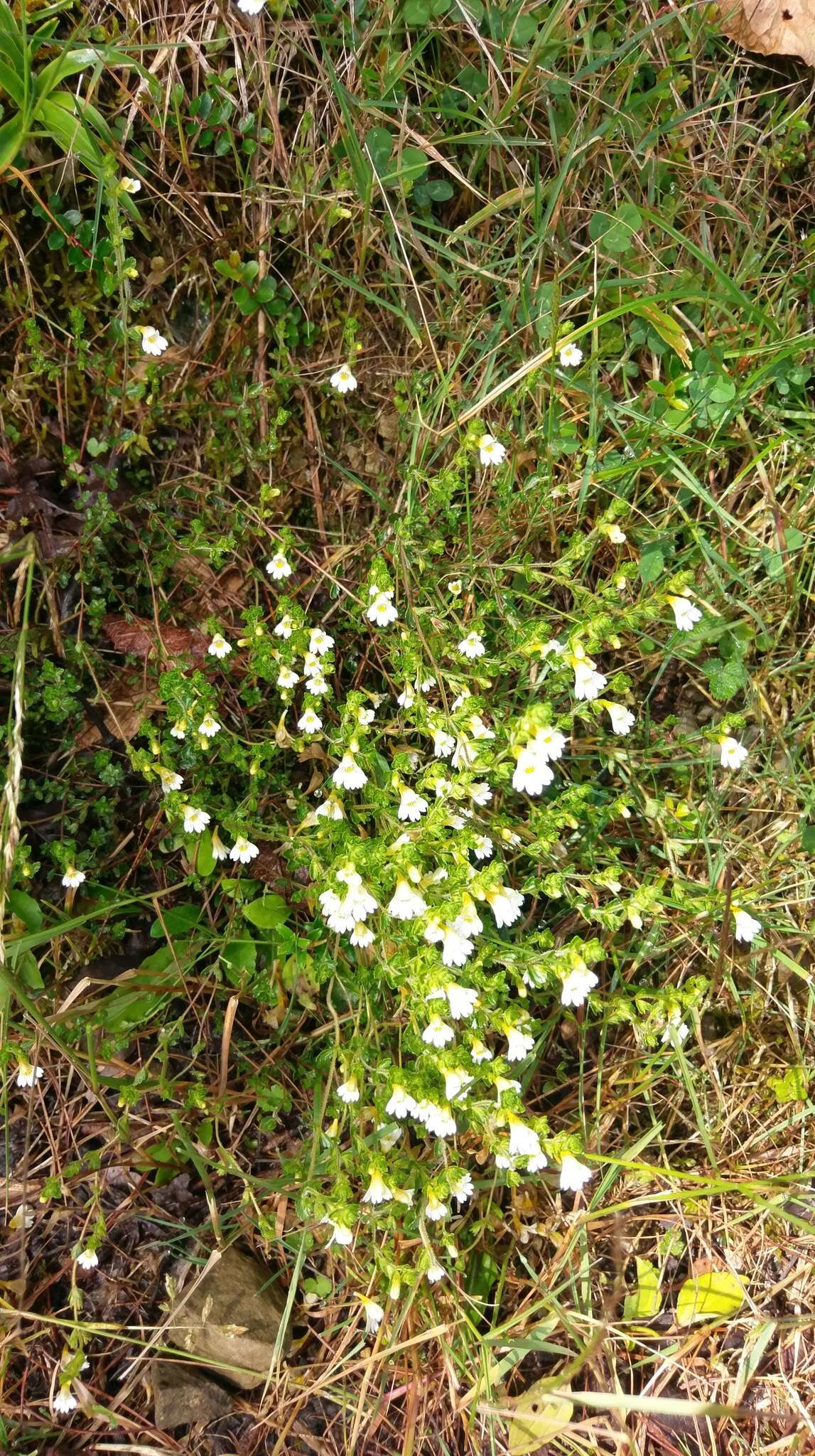 Image of Euphrasia transmorrisonensis var. durietziana (Ohwi) T. C. Huang & M. J. Wu