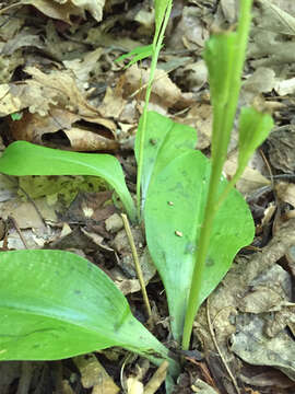 Image of brown widelip orchid