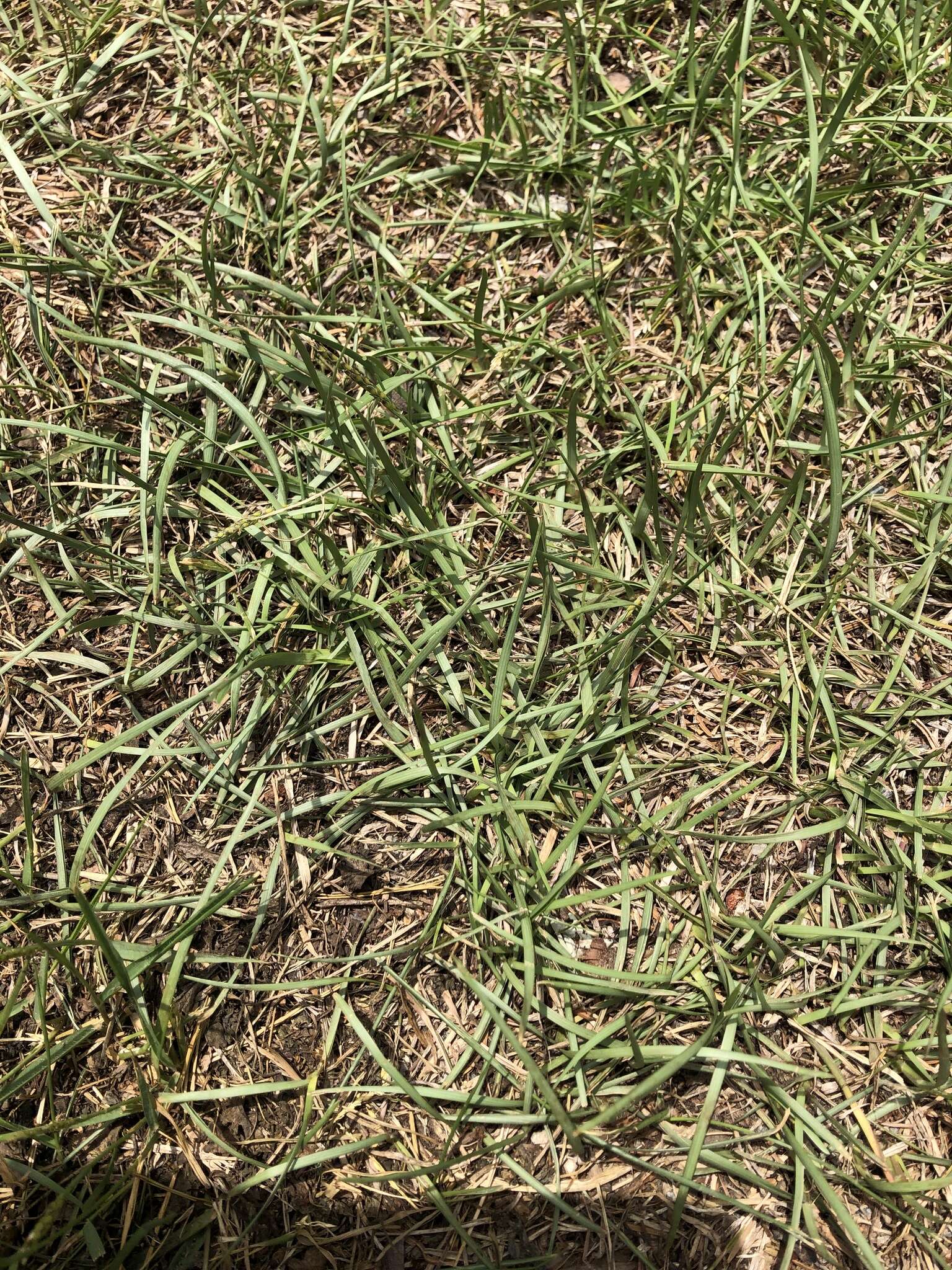 Image of Japanese Zoysiagrass