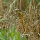 Image of Southern Darter