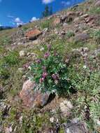 Image de Oxytropis nitens Turcz.