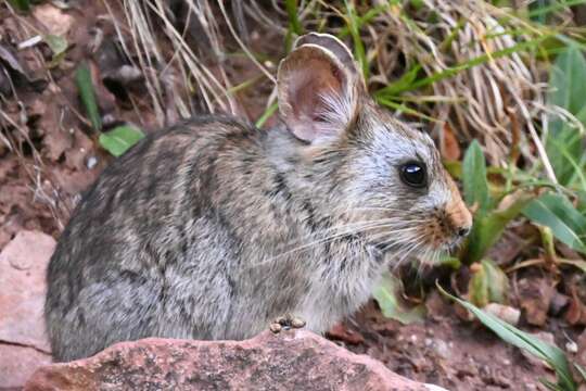 Image of Glover's pika