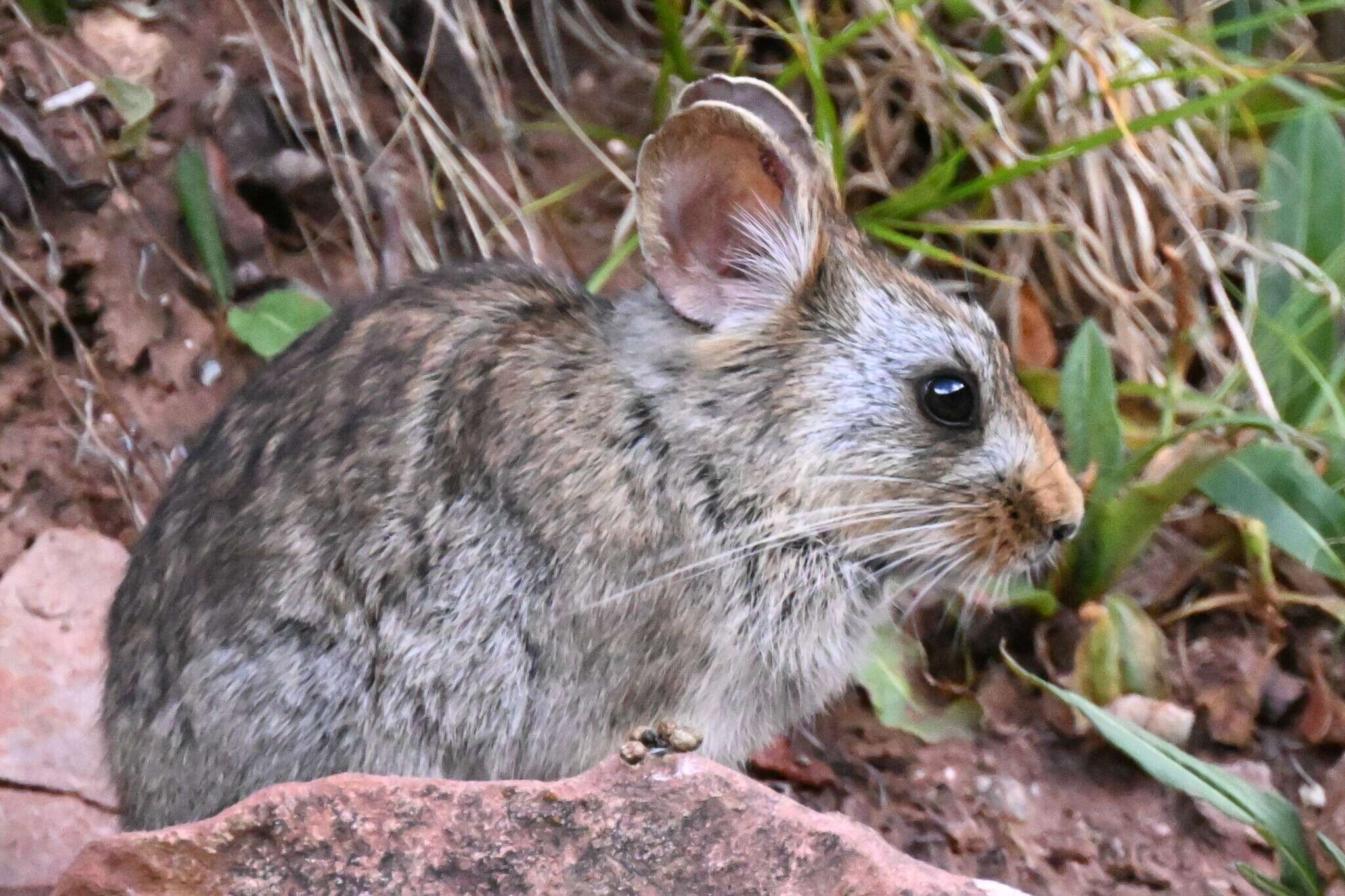 Sivun Sichuaninpika kuva