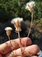 صورة Crepis alpina L.