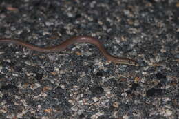 Image of Western hooded scaly-foot