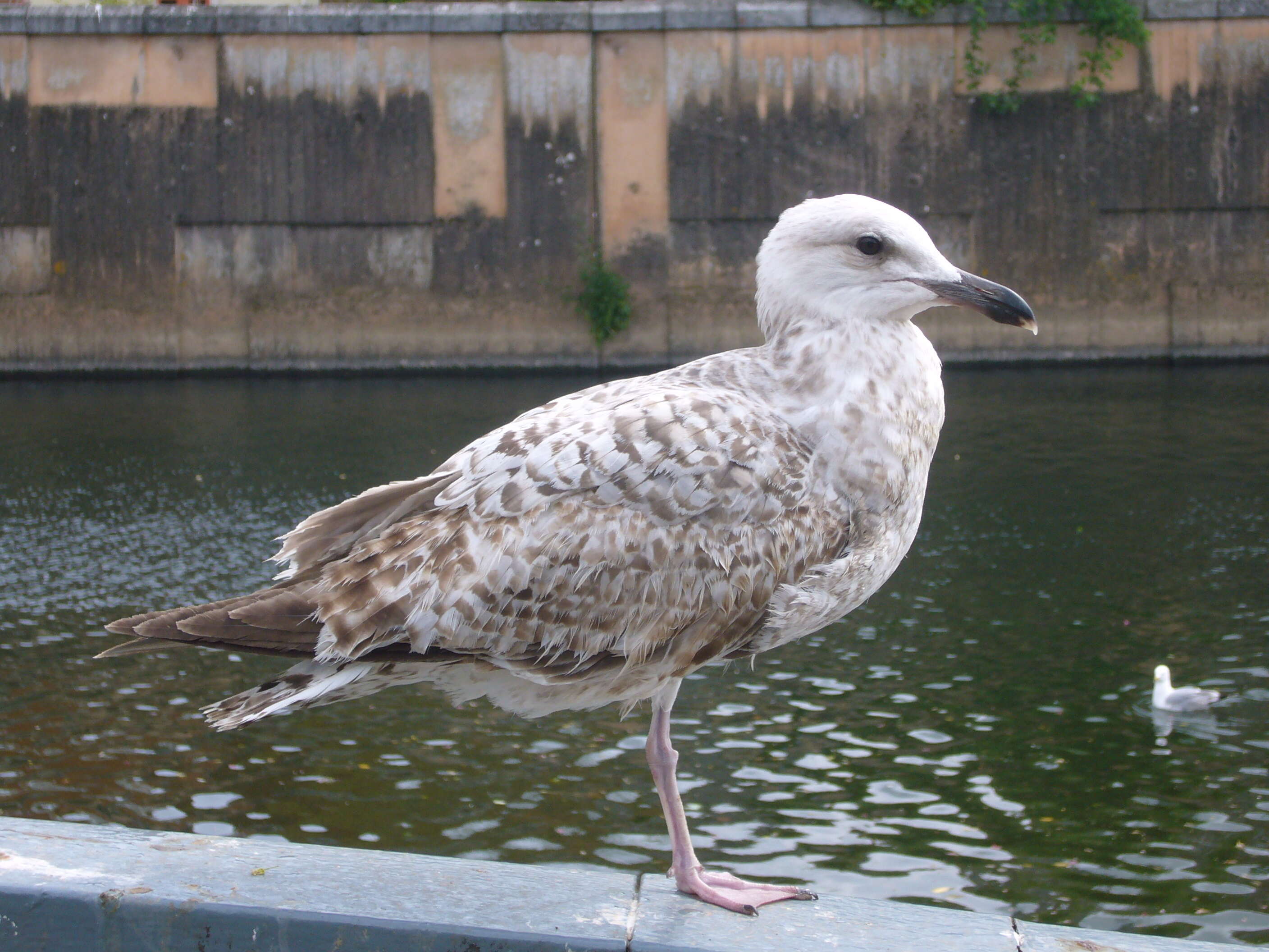 Image of European Herring Gull