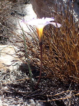 Image of Romulea atrandra var. esterhuyseniae M. P. de Vos