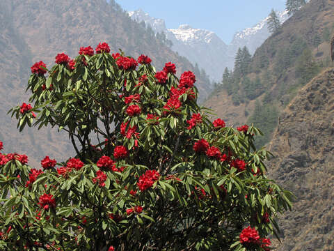 Image of Tree Rhododendron