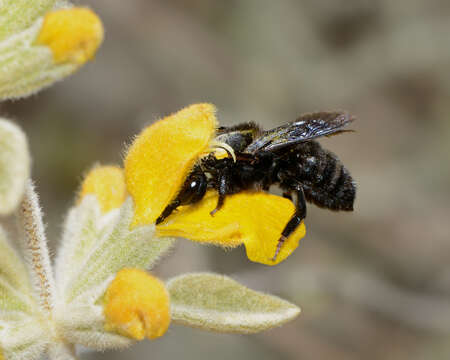 Image of Megachile parietina (Geoffroy 1785)