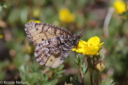 Image of Chryxus Arctic