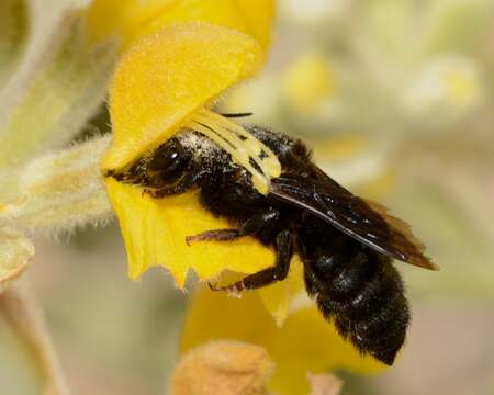 Image of Megachile parietina (Geoffroy 1785)