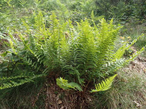 Imagem de Dryopteris oreades Fomin