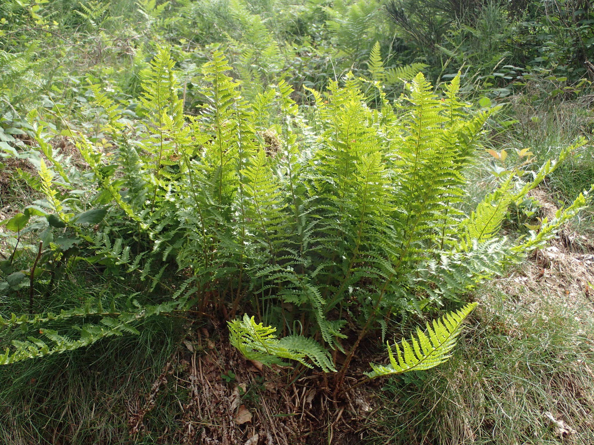 Image of Dryopteris oreades Fomin