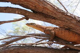 Image of Varanus panoptes rubidus Storr 1980