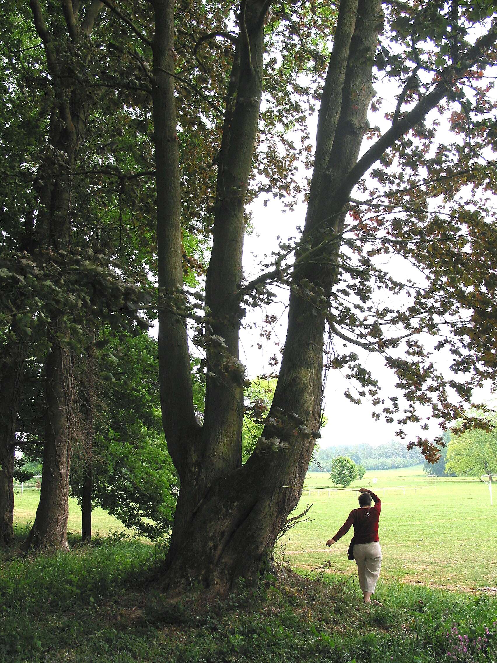 Image of Norway Maple