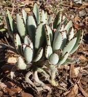 Image of Kalanchoe tomentosa Baker