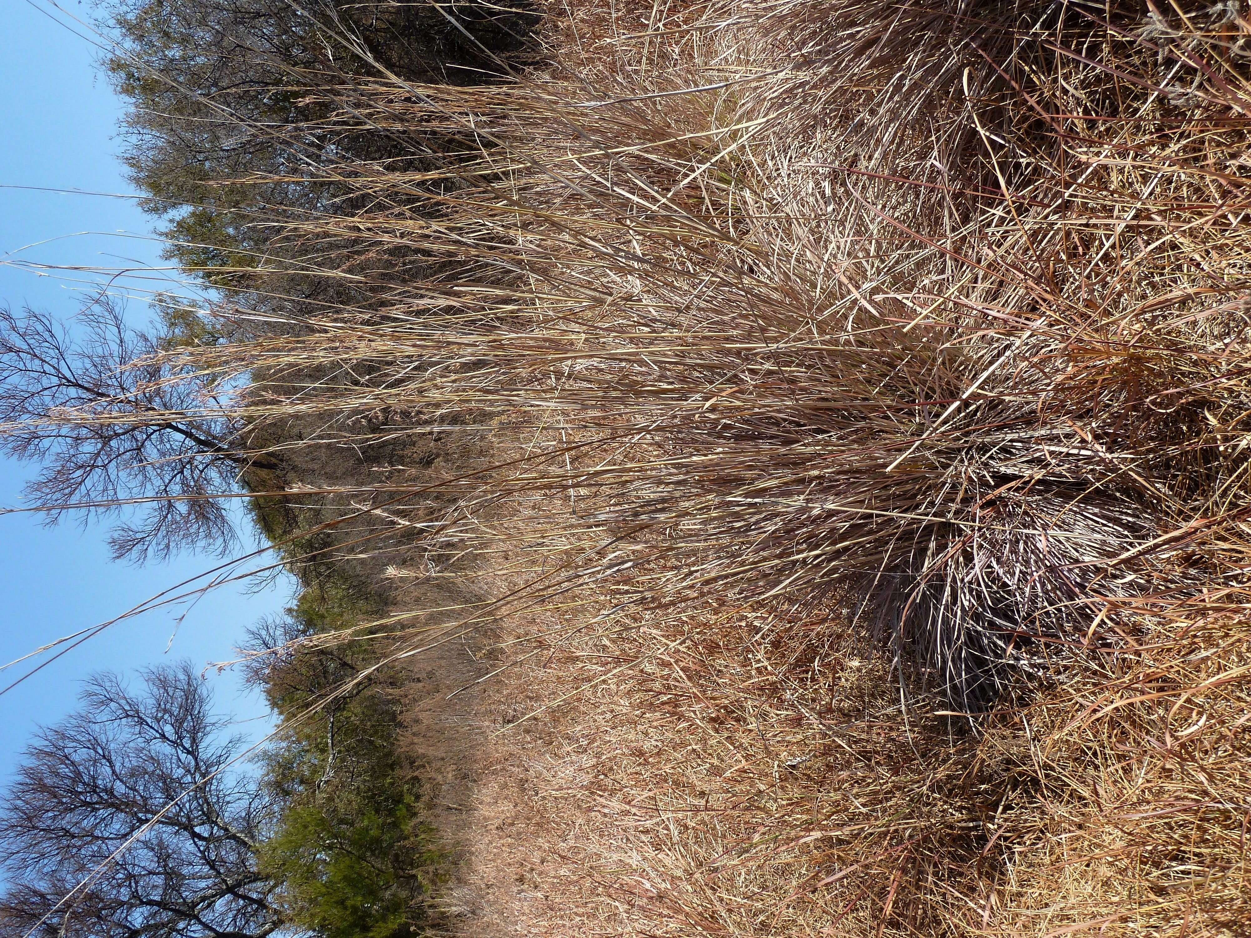 Image of thatching grass