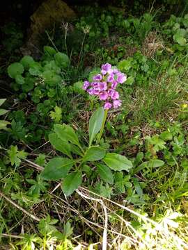 Primula latifolia Lapeyr. resmi