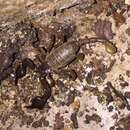 Image of Euscorpius solegladi Fet, Graham, Webber & Blagoev 2014