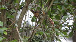 Image of Brown-throated Wren