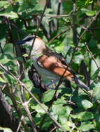 Image of Black-crowned Tchagra