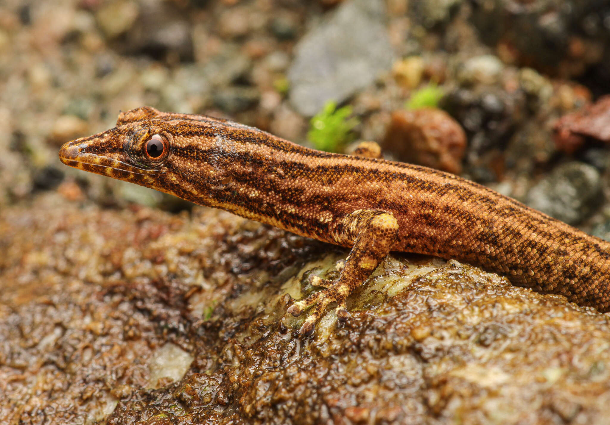 Image of Costa Rica Least GeckO