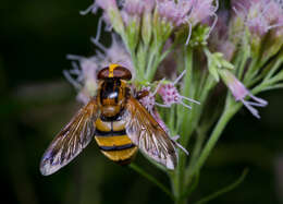 Image of lesser hornet hoverfly