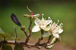 Image de Hymenaea stigonocarpa Hayne