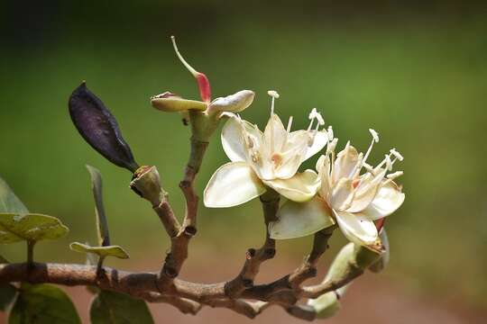 Image of Hymenaea stigonocarpa Hayne