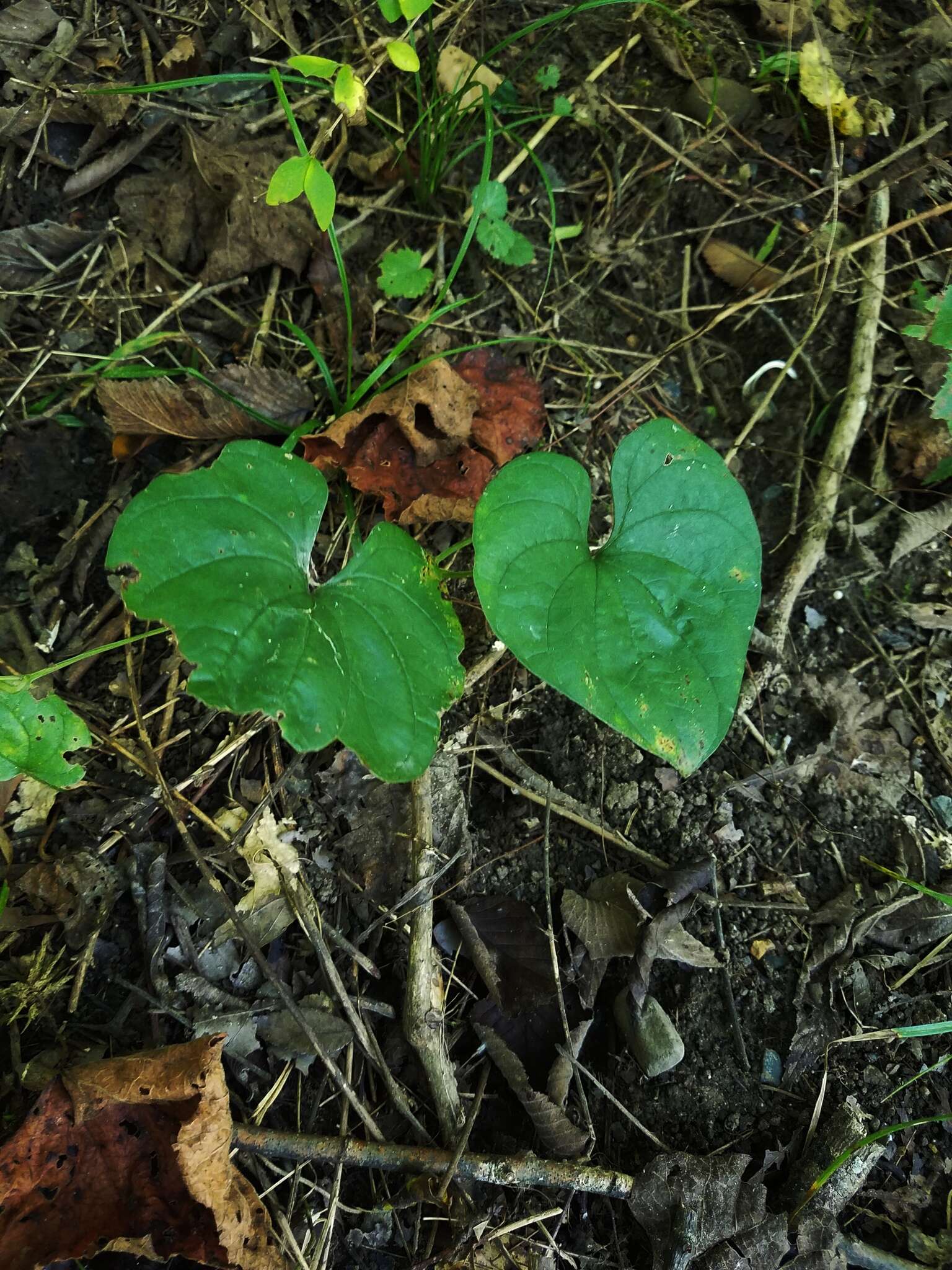 Image of Chinese yam