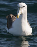 Image de Albatros à cape blanche