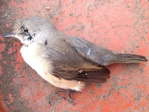 Image of Western Subalpine Warbler