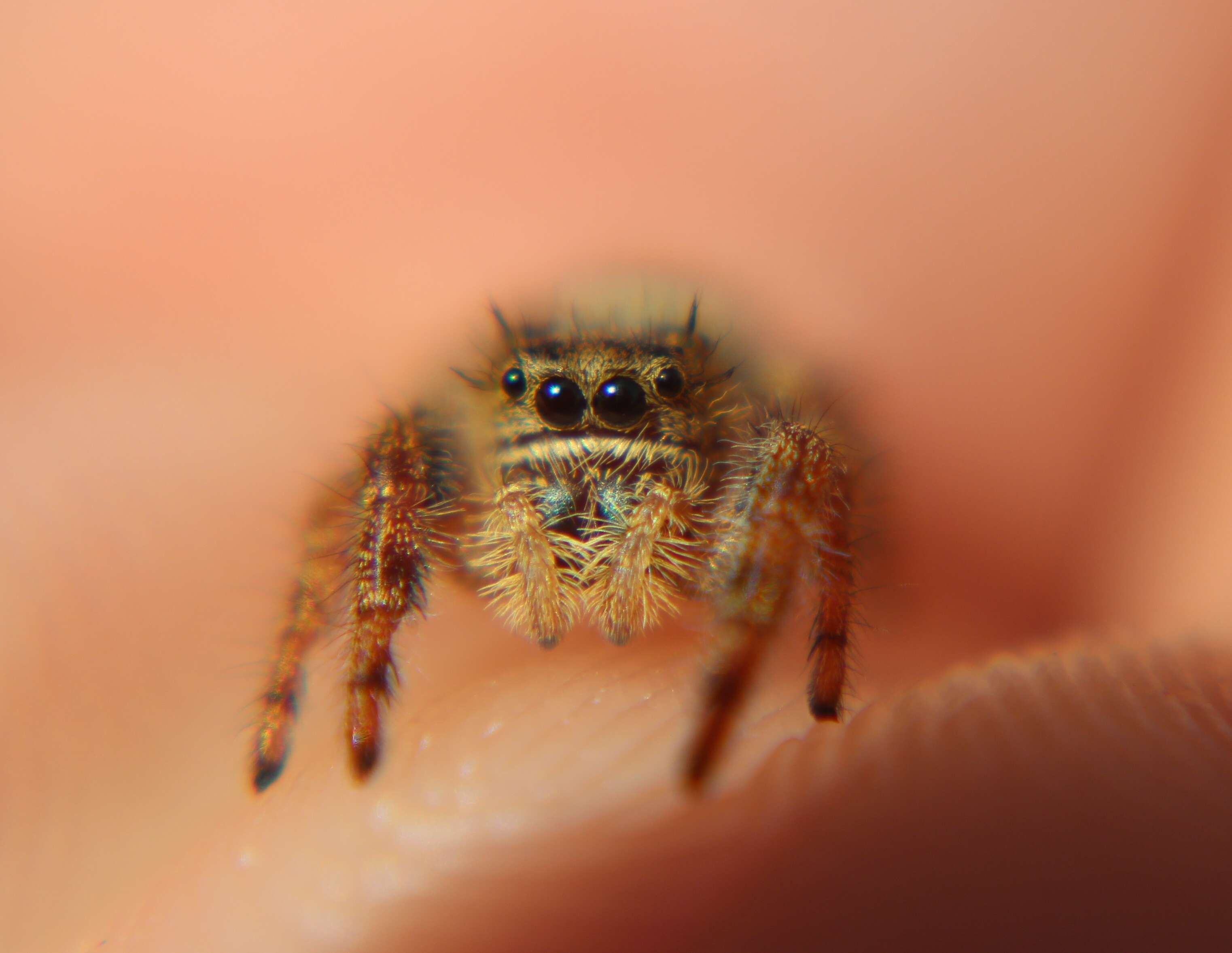 Phidippus audax (Hentz 1845) resmi