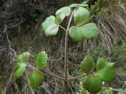 Imagem de Gingidia trifoliolata