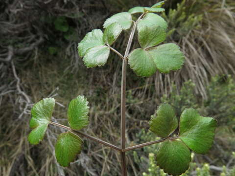 Image of Gingidia trifoliolata