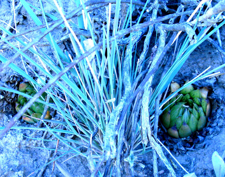 Image of Haworthia mucronata var. morrisiae (Poelln.) Poelln.