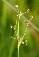 Image of Blunt-flowered Rush