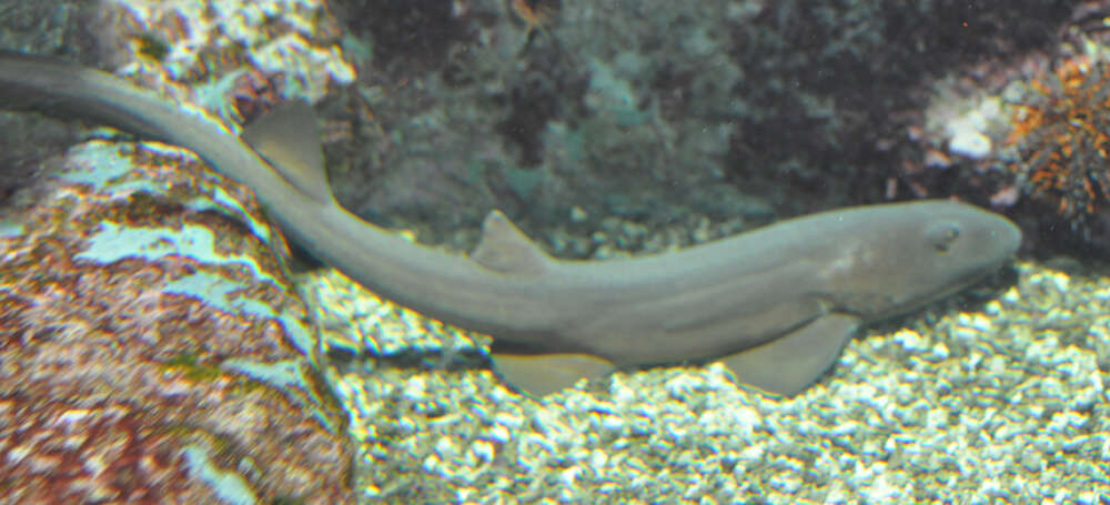 Image of Grey Bamboo Shark