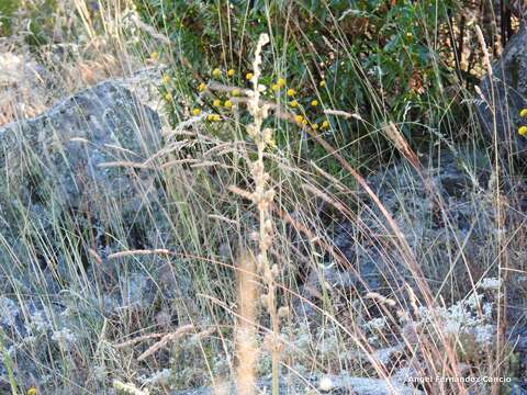 Image of Dactylis glomerata subsp. hispanica (Roth) Nyman