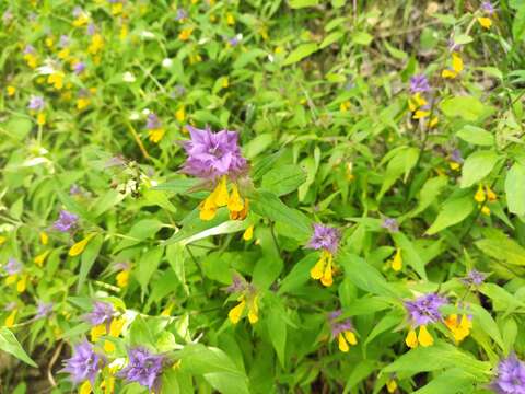 Слика од Melampyrum nemorosum subsp. catalaunicum (Freyn) Beauv.