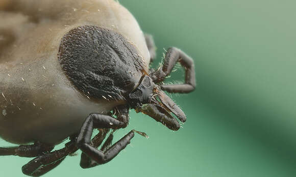 Image of Ixodes ricinus (Linnaeus 1758)