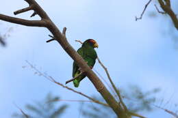 صورة Amazona xantholora (Gray & GR 1859)