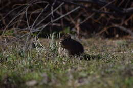 صورة Galea leucoblephara Burmeister 1861